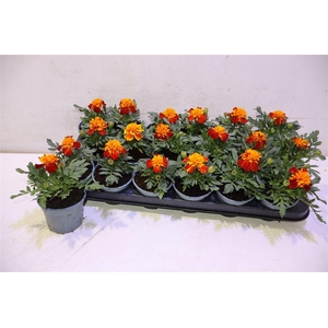 Tag Le Marvel Ii Ora