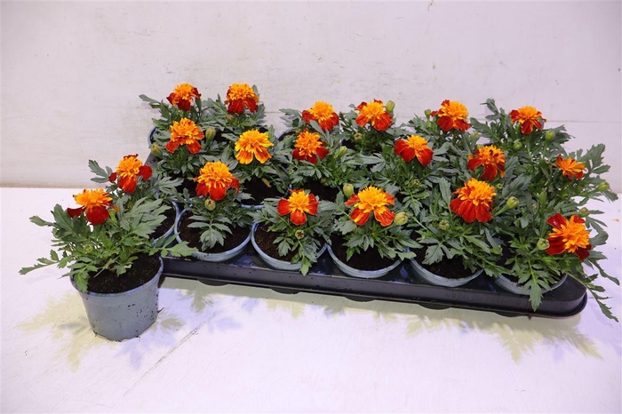 <h4>Tag Le Marvel Ii Ora</h4>