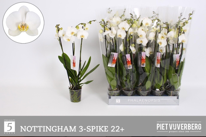 <h4>PHAL AN NOTTINGHAM</h4>