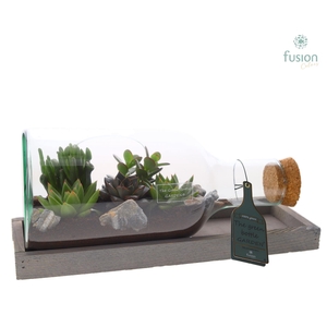 Green Bottle Fles Small liggend met Succulenten