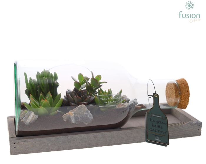 <h4>Green Bottle Fles Small liggend met Succulenten</h4>