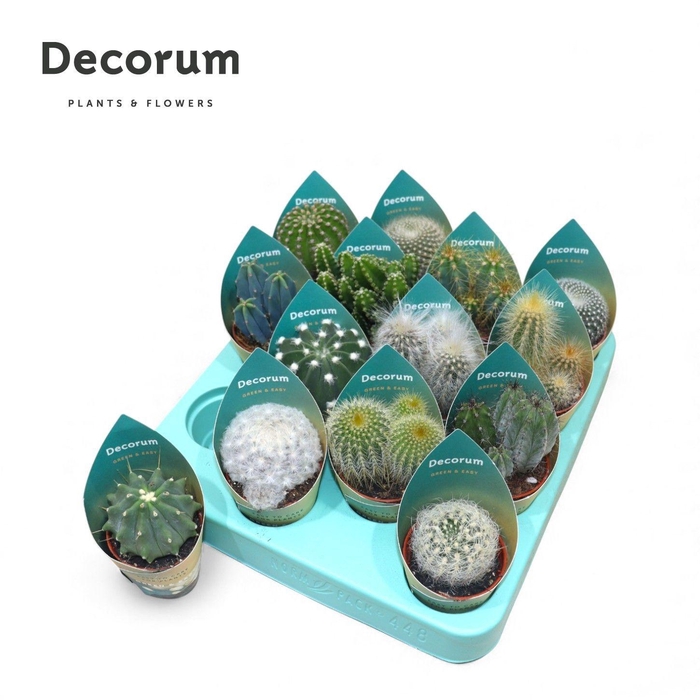 <h4>CACTUS GEM</h4>