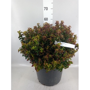 Leucothoe axillaris 'Twisting Red'