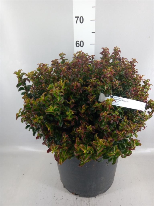 Leucothoe axillaris 'Twisting Red'