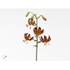 Li Martagon Arabian Knight Lily Company