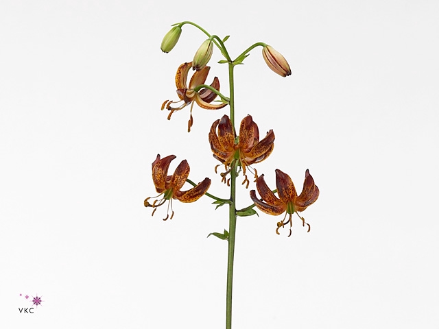 Li Martagon Arabian Knight Lily Company