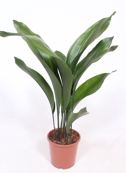 <h4>Aspidistra elatior</h4>