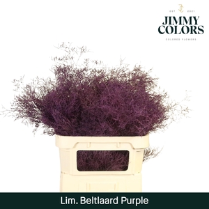 Lim Bel L90 Purple