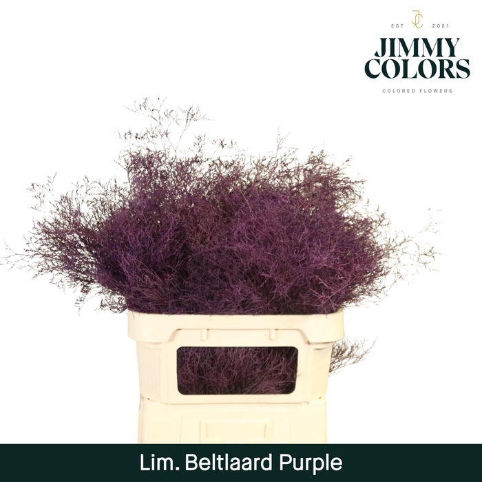 <h4>Lim Bel L90 Purple</h4>