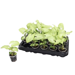 Syngonium overig