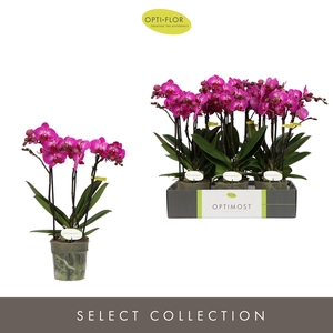 Optimost Roma 3 spike