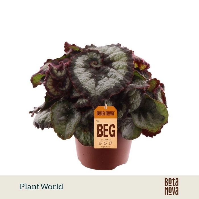 <h4>Begonia rex Prinsess Hanover</h4>