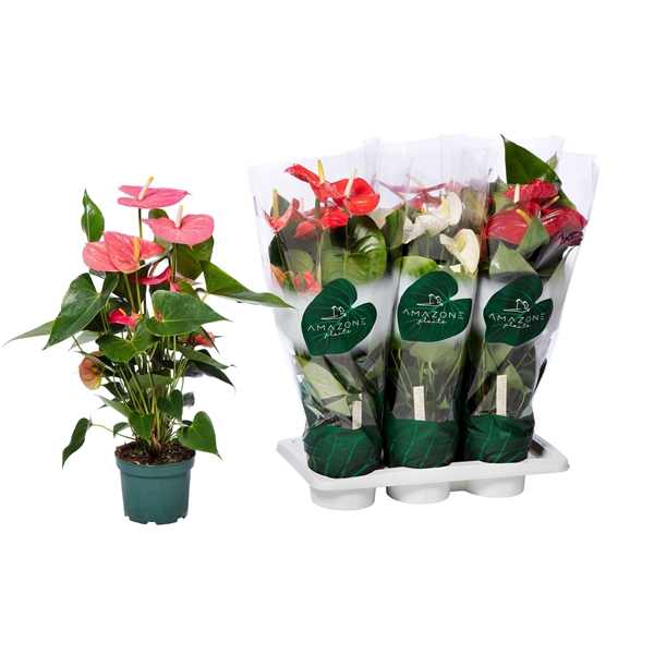 <h4>Anthurium Andreanum Grp gemengd 4 kleuren</h4>