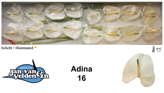 <h4>Anthurium Adina</h4>