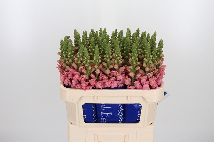 <h4>Antir Antibes Pink</h4>