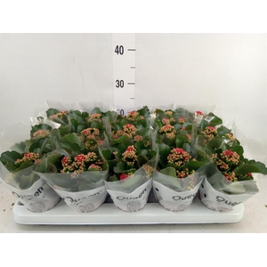 Kalanchoe blos. 'Calandiva Rubio'