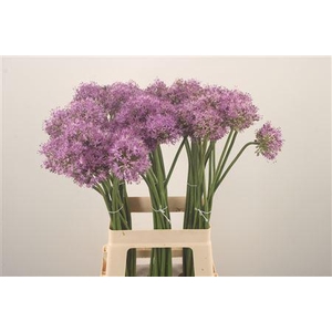 Allium Gladiator