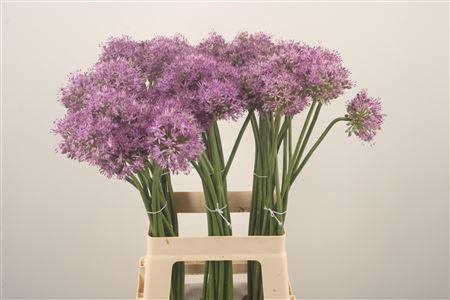 <h4>Allium Gladiator</h4>