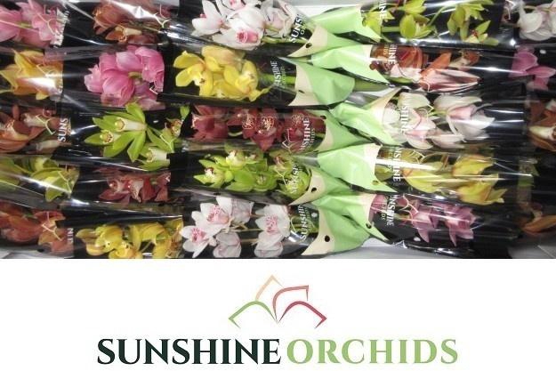 <h4>CYMB MI GEM</h4>