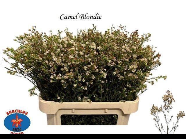 <h4>CHAME BLONDIE</h4>