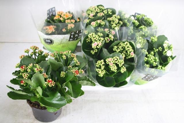 <h4>KAL GE GEM 4 KL</h4>