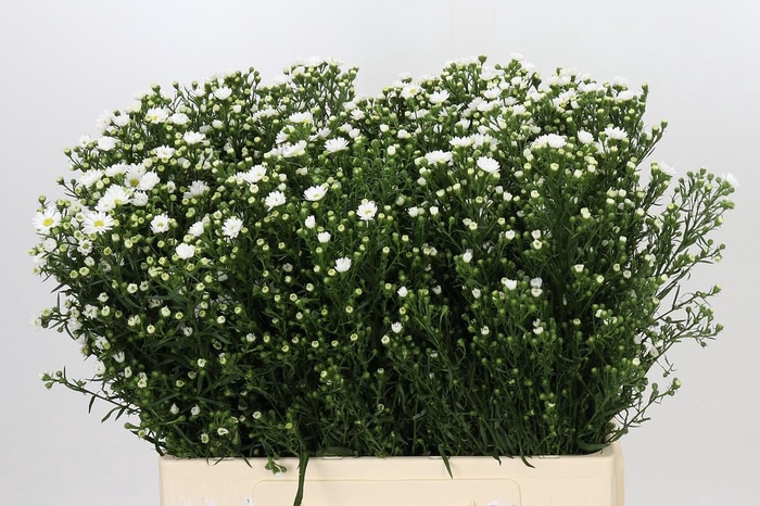 <h4>Aster Paquita</h4>