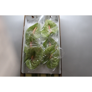 ANTHURIUM PISTACHE 15/18 050 CM DIAM MIN 15 CM VERDE