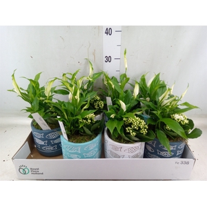 Arr.   Planten L%