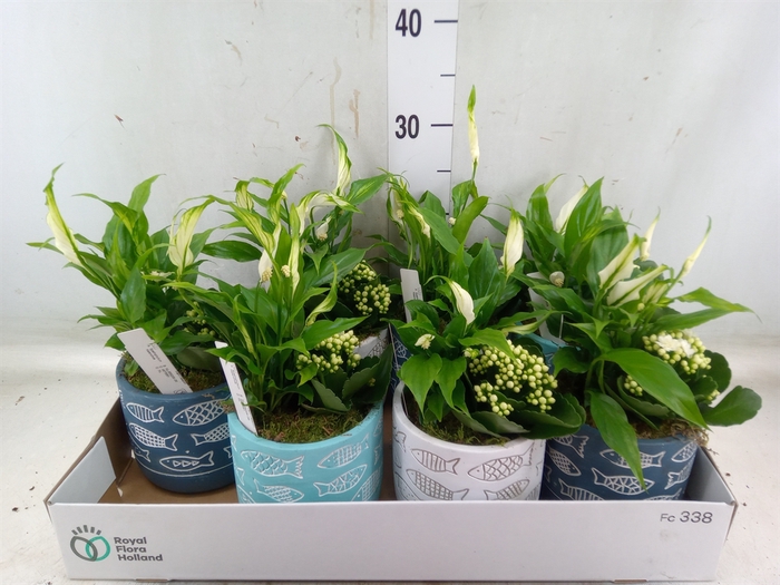 <h4>Arr.   Planten L%</h4>