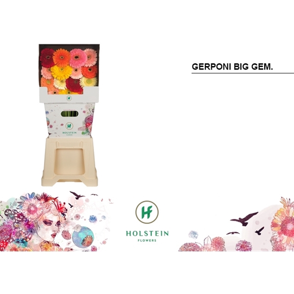 <h4>Ge Gb Gerp Big Gem - Holstein</h4>