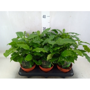 Coffea arabica