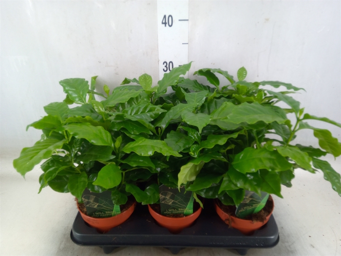 <h4>Coffea arabica</h4>