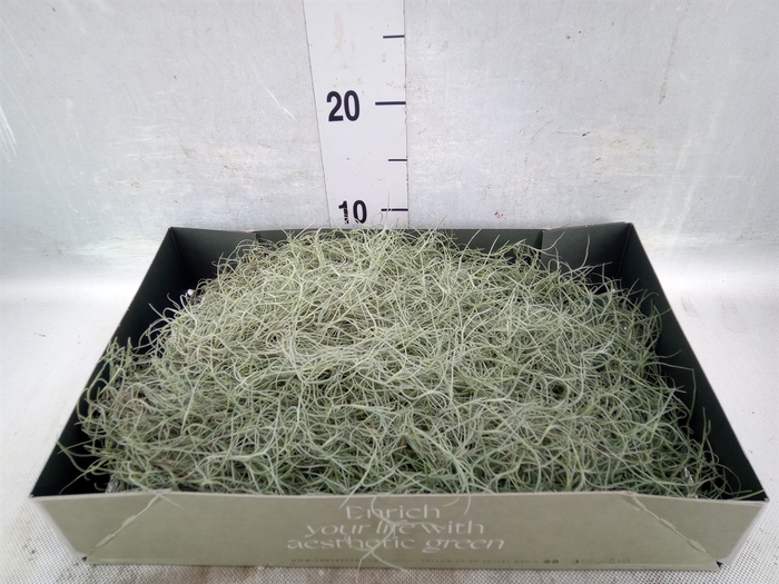 <h4>Tillandsia usneoides</h4>