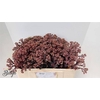 Sedum Matrona