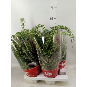 Aeschynanthus  'Twister'
