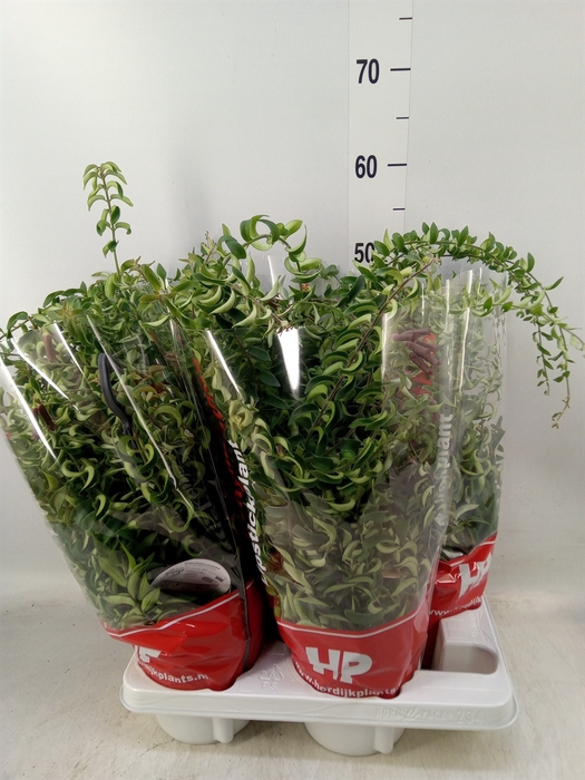 <h4>Aeschynanthus  'Twister'</h4>