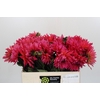Dahlia Pink Punk