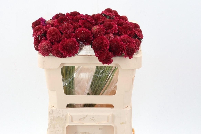 <h4>SCAB ATROPURPUREA</h4>