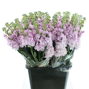 Matth Incana Iron Cherry Blossom