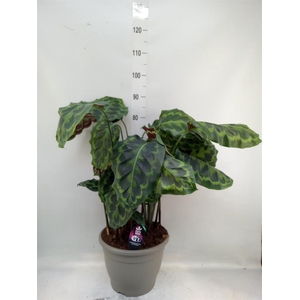 Calathea   ...