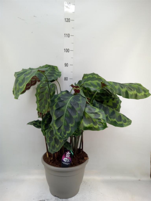 <h4>Calathea   ...</h4>