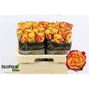 Rosa a grande fleur Crimson Sky+