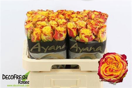 <h4>Rosa a grande fleur Crimson Sky+</h4>