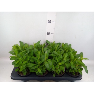 Verbena bonariensis