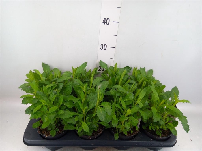 Verbena bonariensis
