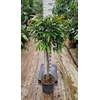 Ficus Amstel King