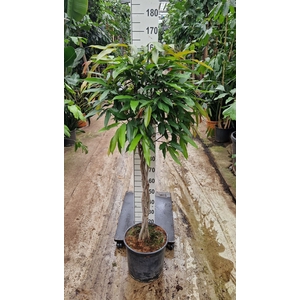 Ficus Amstel King