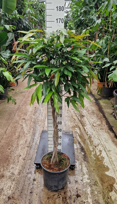 <h4>Ficus Amstel King</h4>