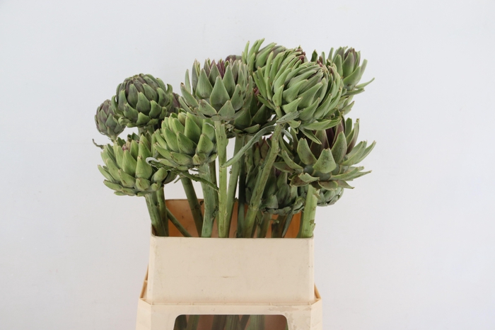 <h4>CYNARA SCOLYMUS</h4>