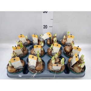 Narcissus DU 'Bridal Crown'